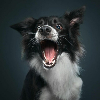 Illustration de l'article : 20 photos réalisées avec talent pour révéler à la fois l'humour et la beauté unique des chiens