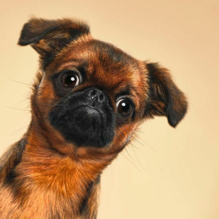 Illustration de l'article : 20 photos réalisées avec talent pour révéler à la fois l'humour et la beauté unique des chiens