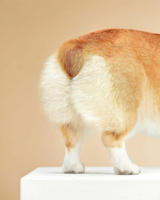 Illustration de l'article : 20 photos réalisées avec talent pour révéler à la fois l'humour et la beauté unique des chiens