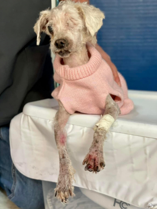 Illustration de l'article : Une chienne séniore, retrouvée dans un très grave état de négligence, reprend goût à la vie grâce à la ténacité des bénévoles d’un refuge