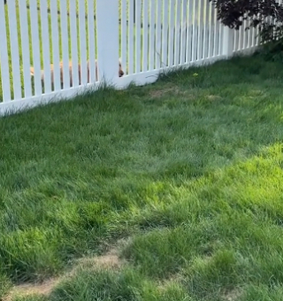 Illustration de l'article : Une jeune femme découvre ce que sa chienne souhaitait lui montrer dans son jardin et fait une découverte absolument attendrissante (vidéo)