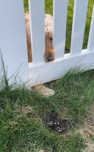 Illustration de l'article : Une jeune femme découvre ce que sa chienne souhaitait lui montrer dans son jardin et fait une découverte absolument attendrissante (vidéo)