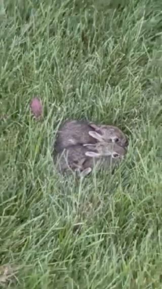 Illustration de l'article : Une jeune femme découvre ce que sa chienne souhaitait lui montrer dans son jardin et fait une découverte absolument attendrissante (vidéo)