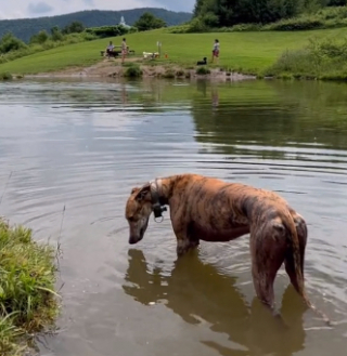 Illustration de l'article : Voici Dog Mountain, un mémorial unique au monde, destiné à rendre le plus bel hommage à tous les chiens (vidéo)