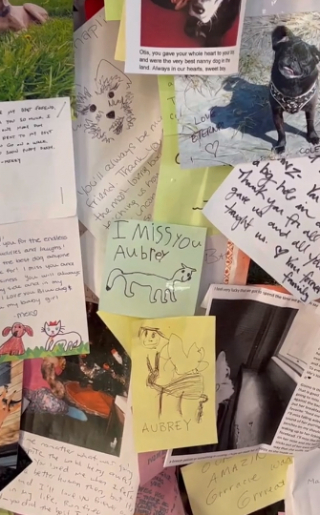 Illustration de l'article : Voici Dog Mountain, un mémorial unique au monde, destiné à rendre le plus bel hommage à tous les chiens (vidéo)