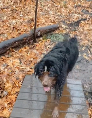 Illustration de l'article : Une simple balade se transforme en aventure boueuse pour Ivy, un adorable Bouvier Bernois