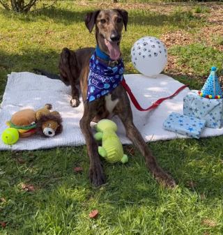 Illustration de l'article : Des bénévoles organisent une fête d’anniversaire pour Perry, le chien Lurcher qui a déjà passé plus de 600 jours au refuge (vidéo)