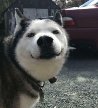 Illustration de l'article : 20 photos où l'éclatante gaieté des Huskys Sibériens s'exprime pleinement