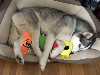 Illustration de l'article : 20 photos où l'éclatante gaieté des Huskys Sibériens s'exprime pleinement