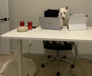 Illustration de l'article : 20 photos où l'éclatante gaieté des Huskys Sibériens s'exprime pleinement