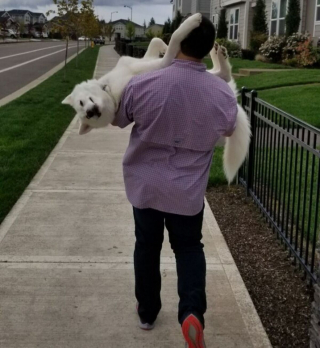 Illustration de l'article : 20 photos où l'éclatante gaieté des Huskys Sibériens s'exprime pleinement