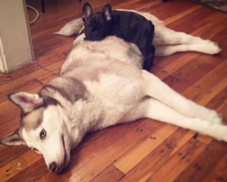 Illustration de l'article : 20 photos où l'éclatante gaieté des Huskys Sibériens s'exprime pleinement