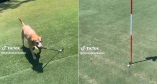 Illustration de l'article : Un chien golfeur fait de l’ombre à son maître sur le green