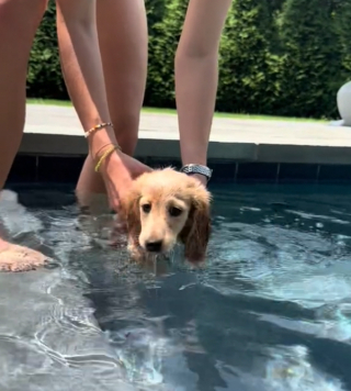 Illustration de l'article : Westley, le petit teckel qui découvre les joies de la piscine malgré ses peurs