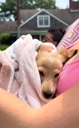 Illustration de l'article : Westley, le petit teckel qui découvre les joies de la piscine malgré ses peurs