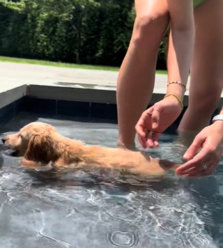 Illustration de l'article : Westley, le petit teckel qui découvre les joies de la piscine malgré ses peurs