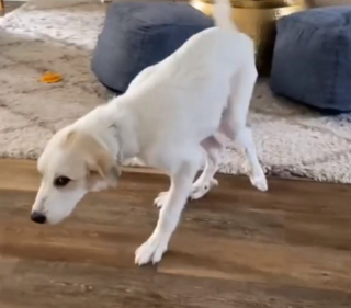 Illustration de l'article : La transformation de Lily, une chienne souffrant d'un handicap des pattes arrières, qui s’épanouit enfin grâce à sa bienfaitrice (vidéo)