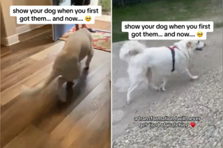 Illustration de l'article : La transformation de Lily, une chienne souffrant d'un handicap des pattes arrières, qui s’épanouit enfin grâce à sa bienfaitrice (vidéo)
