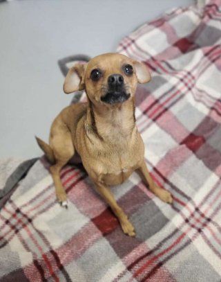 Illustration de l'article : En arrivant au refuge, un bénévole trouve un sac de sport accroché à la porte d’entrée