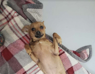 Illustration de l'article : En arrivant au refuge, un bénévole trouve un sac de sport accroché à la porte d’entrée