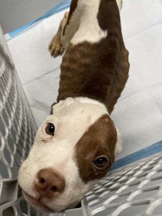 Illustration de l'article : Hope, une jeune chienne retrouvée émaciée dans une cage, reprend espoir aux côtés des bénévoles d’un refuge