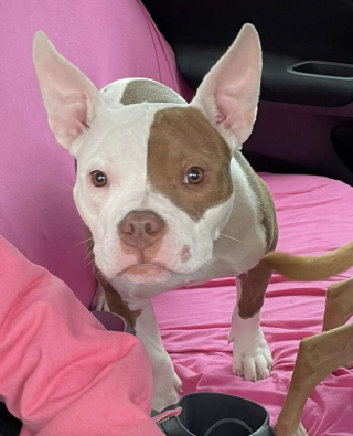 Illustration de l'article : Hope, une jeune chienne retrouvée émaciée dans une cage, reprend espoir aux côtés des bénévoles d’un refuge