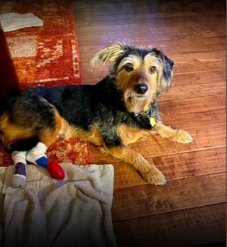 Illustration de l'article : Le combat de Noodles, le petit chien qui n’a pas perdu espoir malgré sa paralysie