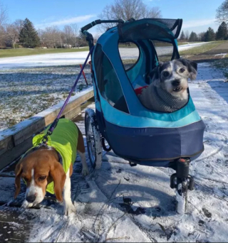 Illustration de l'article : 15 photos de chiens qui redécouvrent le plaisir des promenades grâce à la poussette