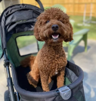 Illustration de l'article : 15 photos de chiens qui redécouvrent le plaisir des promenades grâce à la poussette