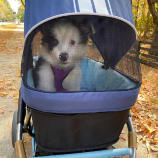 Illustration de l'article : 15 photos de chiens qui redécouvrent le plaisir des promenades grâce à la poussette