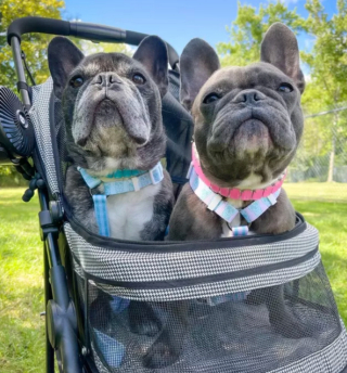Illustration de l'article : 15 photos de chiens qui redécouvrent le plaisir des promenades grâce à la poussette