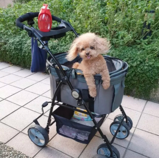 Illustration de l'article : 15 photos de chiens qui redécouvrent le plaisir des promenades grâce à la poussette