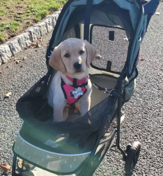 Illustration de l'article : 15 photos de chiens qui redécouvrent le plaisir des promenades grâce à la poussette