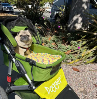 Illustration de l'article : 15 photos de chiens qui redécouvrent le plaisir des promenades grâce à la poussette
