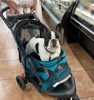 Illustration de l'article : 15 photos de chiens qui redécouvrent le plaisir des promenades grâce à la poussette