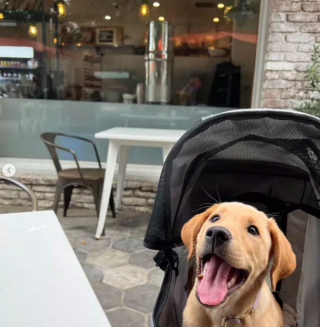 Illustration de l'article : 15 photos de chiens qui redécouvrent le plaisir des promenades grâce à la poussette