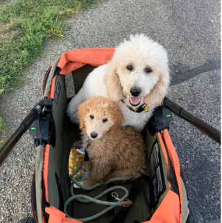 Illustration de l'article : 15 photos de chiens qui redécouvrent le plaisir des promenades grâce à la poussette