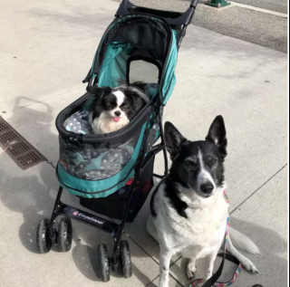 Illustration de l'article : 15 photos de chiens qui redécouvrent le plaisir des promenades grâce à la poussette