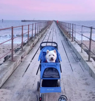 Illustration de l'article : 15 photos de chiens qui redécouvrent le plaisir des promenades grâce à la poussette
