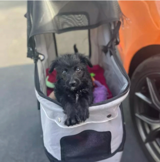 Illustration de l'article : 15 photos de chiens qui redécouvrent le plaisir des promenades grâce à la poussette