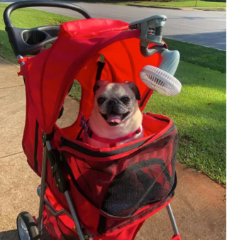 Illustration de l'article : 15 photos de chiens qui redécouvrent le plaisir des promenades grâce à la poussette
