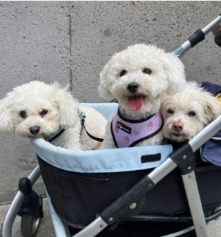 Illustration de l'article : 15 photos de chiens qui redécouvrent le plaisir des promenades grâce à la poussette