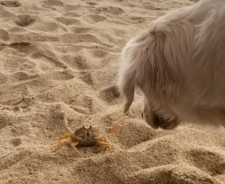 Illustration de l'article : Sur la plage, ce Golden Retriever fait une rencontre amusante et rentre en duel avec un crabe