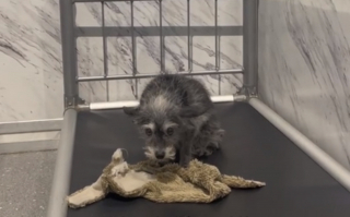 Illustration de l'article : Une vétérinaire explique dans ses TikTok comment apaiser l'anxiété des chiens séniors 