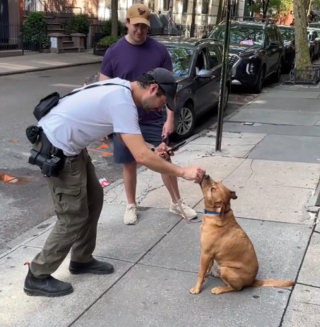 Illustration de l'article : Voici Lunchbox, le chien croisé Pitbull qui oublie les cicatrices du passé aux côtés de son maître (vidéo)