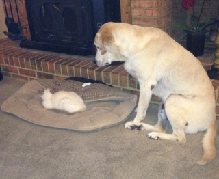 Illustration de l'article : 20 raisons qui font du Labrador Retriever un compagnon exceptionnel