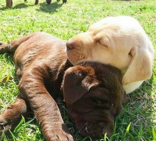 Illustration de l'article : 20 raisons qui font du Labrador Retriever un compagnon exceptionnel