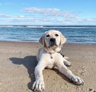 Illustration de l'article : 20 raisons qui font du Labrador Retriever un compagnon exceptionnel