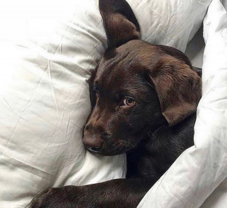 Illustration de l'article : 20 raisons qui font du Labrador Retriever un compagnon exceptionnel