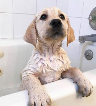 Illustration de l'article : 20 raisons qui font du Labrador Retriever un compagnon exceptionnel